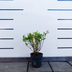 Hortenzia metlinatá (Hydrangea paniculata) ´LIVING RED VELVET®´ by LIVING CREATIONS® - výška 20-30 cm, kont. C1,5L